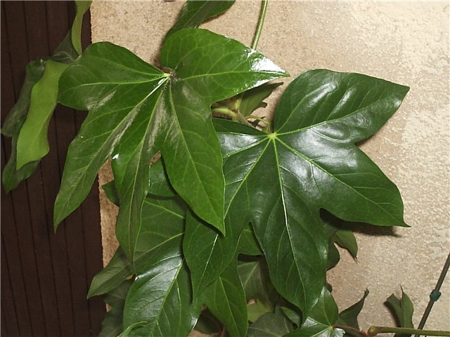 aralija